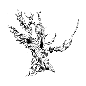 illustration of a twisted and gnarled bristlecone pine tree
