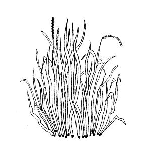 illustration of tall wild grasses