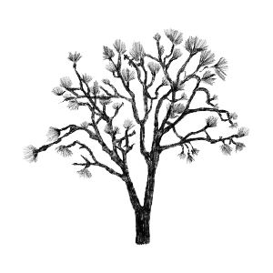 illustration of a joshua tree